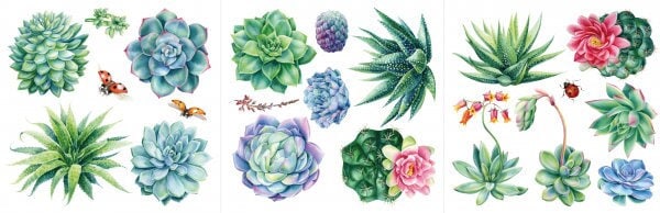 Sheilam Succulants | Rub On Furniture Transfers | Hokus Pokus | Furniture Decals | Petite Transfer | 3 Sheets