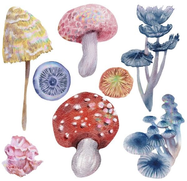 Magic Mushrooms | Rub On Furniture Transfers | Hokus Pokus | Furniture Decals | Petite Transfer | 3 Sheets