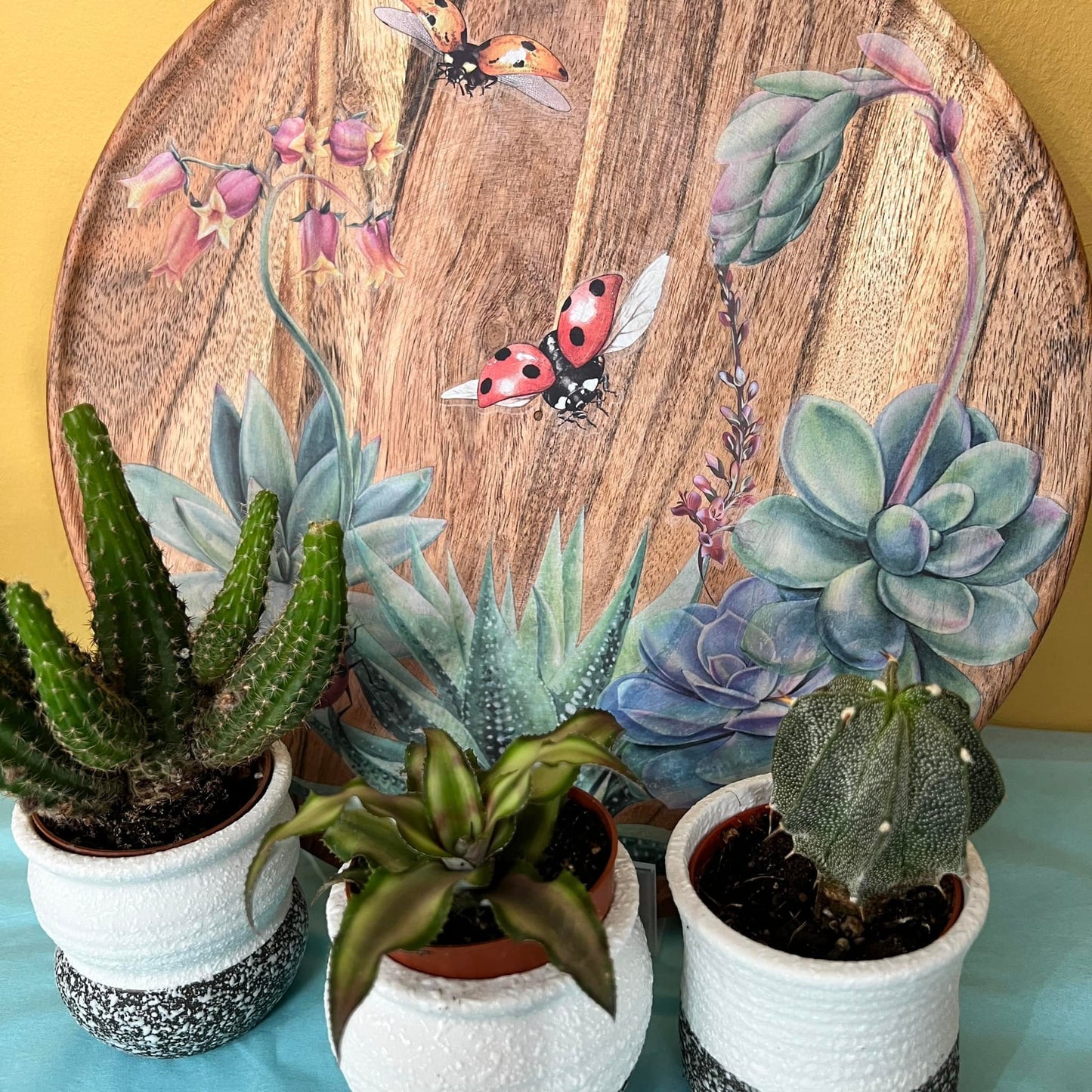 Sheilam Succulants | Rub On Furniture Transfers | Hokus Pokus | Furniture Decals | Petite Transfer | 3 Sheets