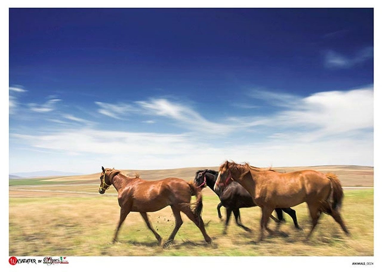 Horses Animal 0024 | Rice Paper Decoupage | US Paper Designs | A4
