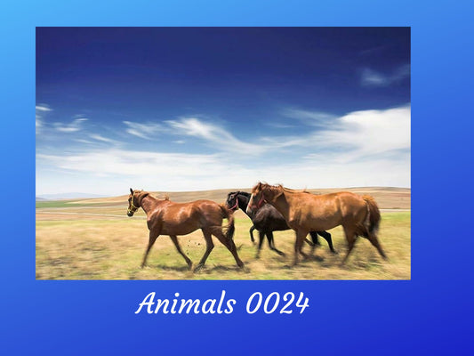Horses Animal 0024 | Rice Paper Decoupage | US Paper Designs | A4