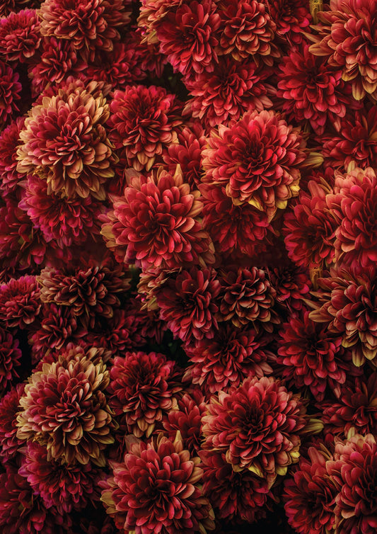 Moody Mums | Rice Paper Decoupage | Dixie Belle Paint Company | Belles and Whistles | A1 | 23.39" x 33.11"